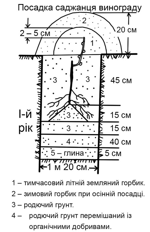 Школка винограда схема посадки