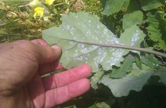 Як обробити капусту від білокрилки в домашніх умовах