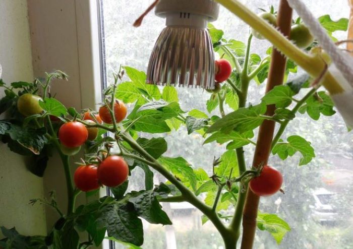 Томаты на подоконнике: как правильно выращивать помидоры в комнате —Soncesad Томаты на подоконнике: как правильно выращивать помидоры в комнате— Soncesad