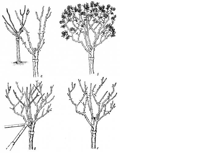 Как формировать сирень в один ствол фото