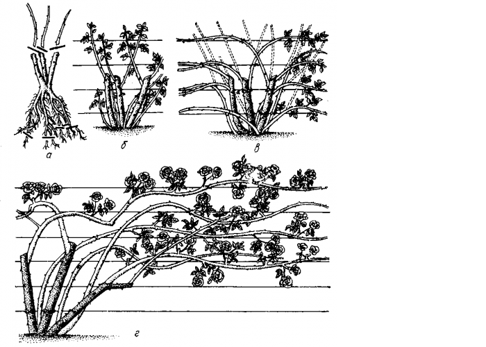 Схема посадки плетистых роз