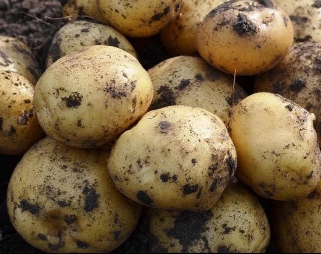 картофель лидер седек. картофель семенной лидер. картофель семенной лидер описание. картофель семенной лидер. семенной картофель калета.