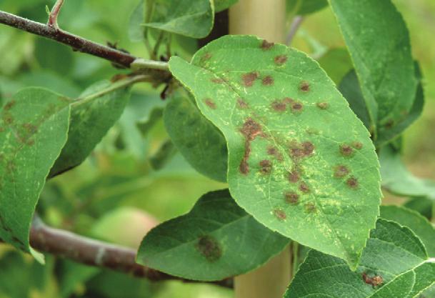 Запобігання шкідникам