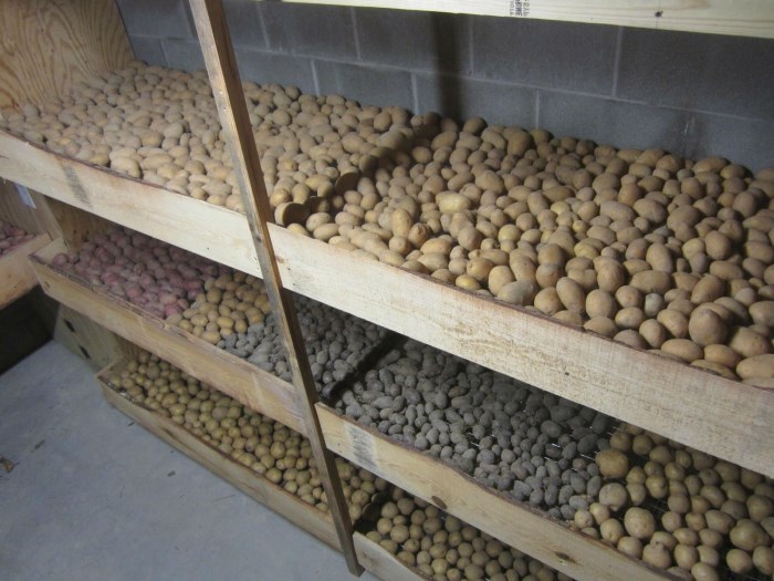 Как хранить картофель в погребе и без погреба – что делать с ним после выкапывания