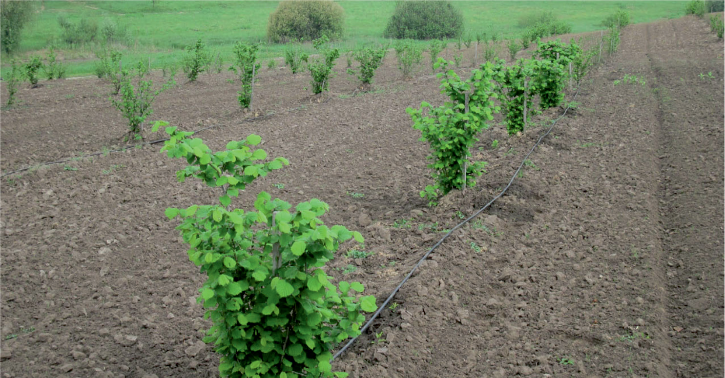 Раціональне використання мінеральних добрив