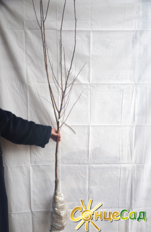 Ось такі якісні саджанці абрикоса з голою кореневою системою купуйте в &laquo;СонцеСаді&raquo;