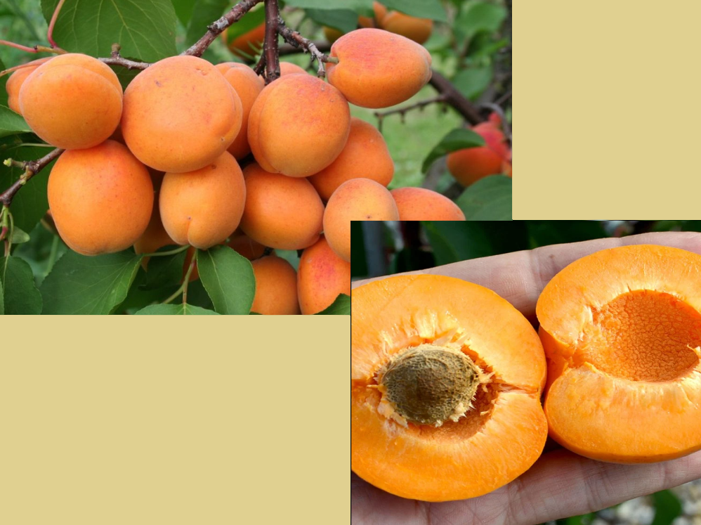 Абрикос Фарбелі – пізній сорт