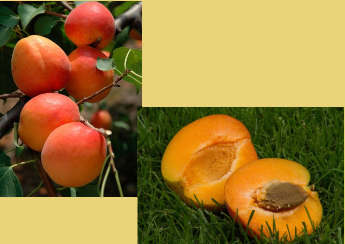 Харгранд – пізній сорт абрикоса