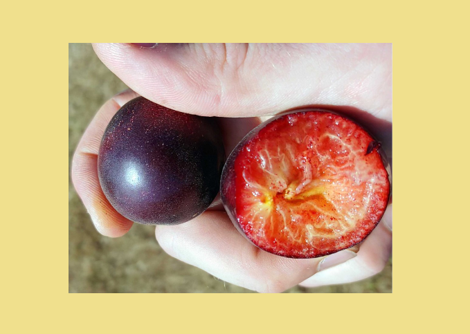 Абрикос пізньостиглий Апрісалі