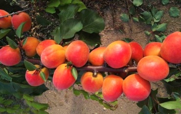 Позднеспелые сорта абрикоса – десерты до сентября