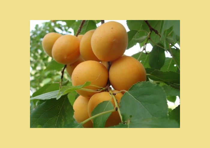 Абрикос сорта Манітоба