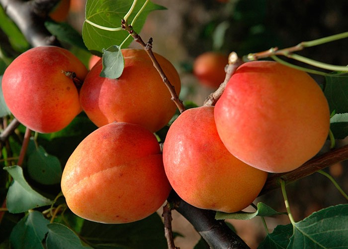 Абрикос сорта Фарбелі
