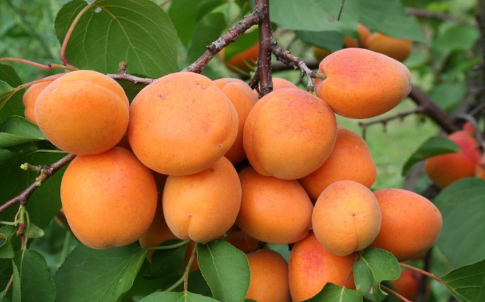 Абрикос сорта Хар Гранд