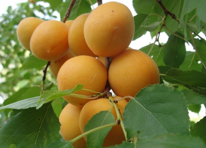Абрикос сорта Манітоба