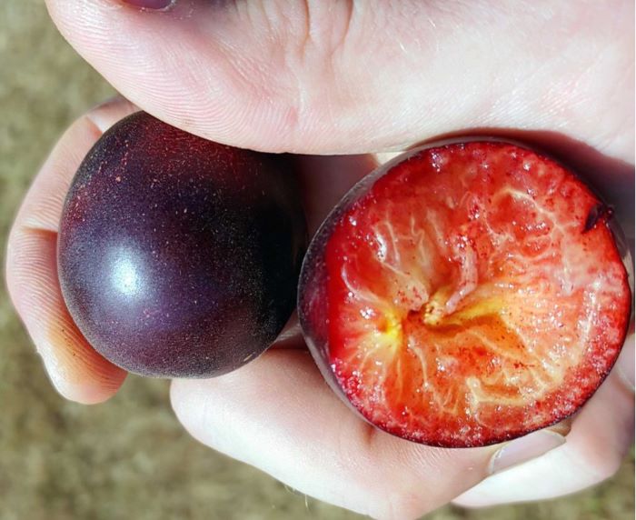 Абрикос сорта Апрісалі