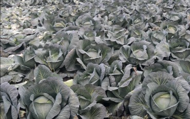 Капуста Агрессор — четыре кг хруста