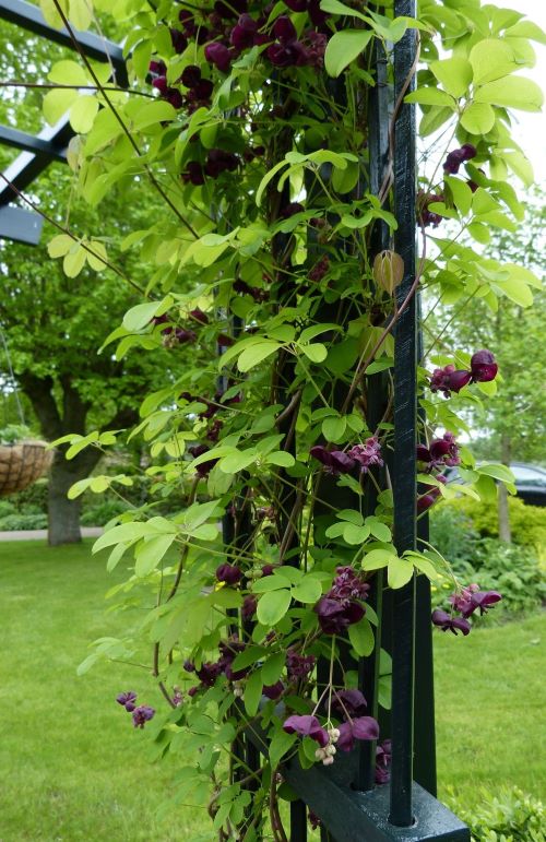 Акебія&nbsp;чудово озеленює альтанки, перголи та стіни, створюючи мальовничий затінок
