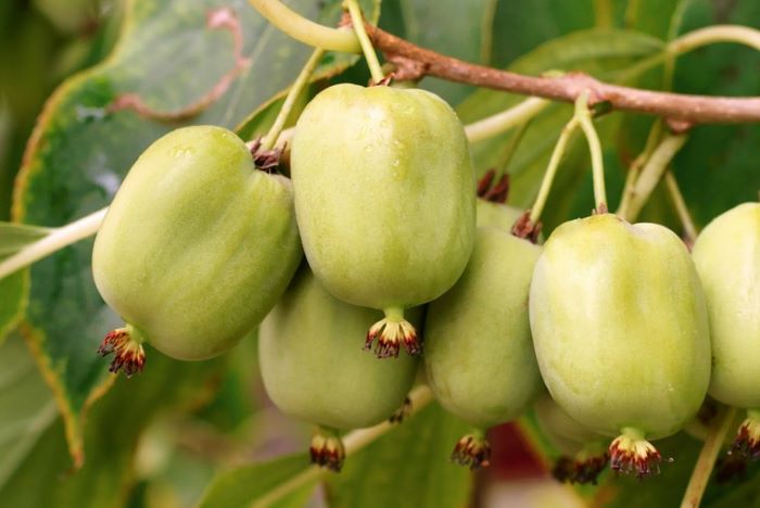 Актинідія Чай бай гіант&nbsp;