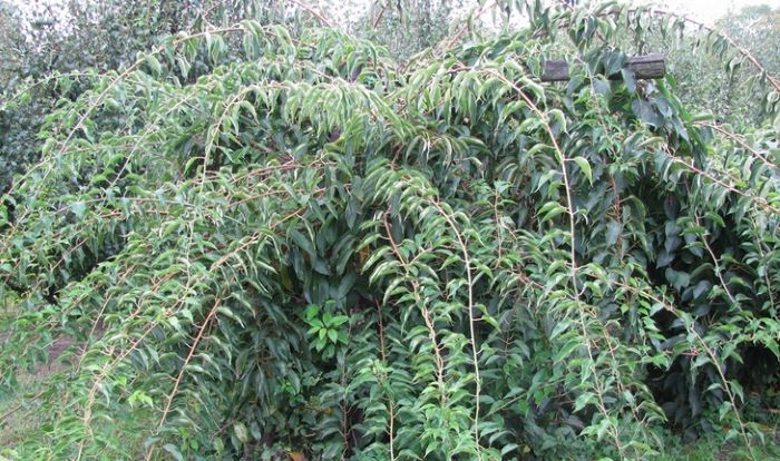 Актинідія аргута чоловіча