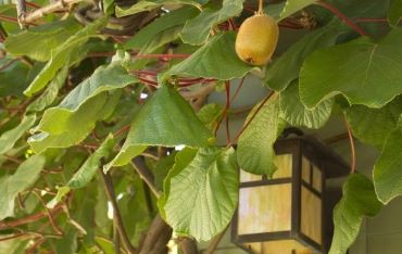 Правила выращивания актинидии