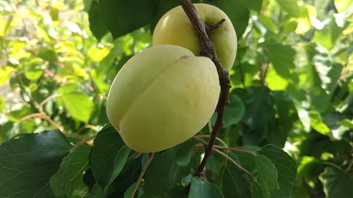 Плоди абрикоса Ананасний у період дозрівання