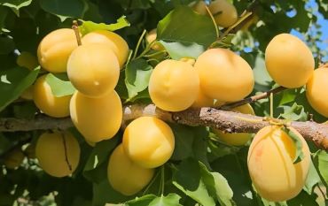 Сорт абрикоса Ананасный — характеристика, агротехника, отзывы