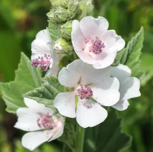 Квіти алтею &mdash; ніжний натяк на його потужну лікувальну силу