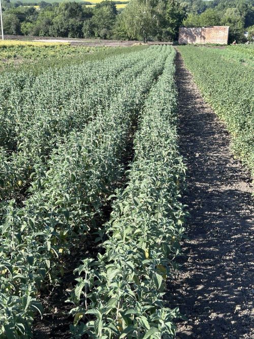 М'ята &ndash; природний помічник для легкого травлення та гарного самопочуття