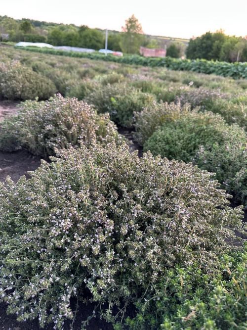 Чебрець містить потужні антиоксиданти (такі як лютеїн та зеаксантин), які борються з вільними радикалами, уповільнюючи процеси старіння