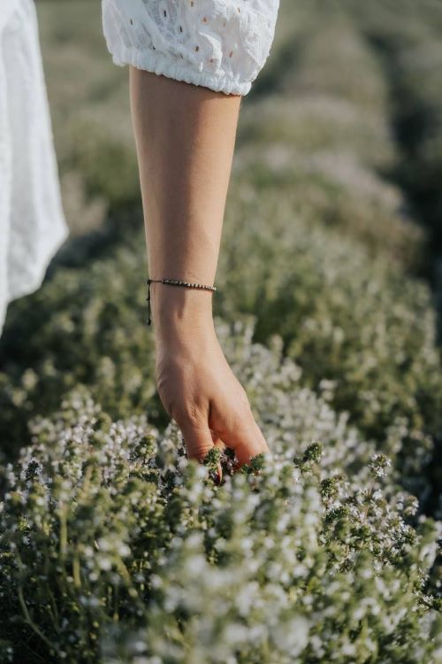 Торкаючись чебрецю, відчуваєш силу