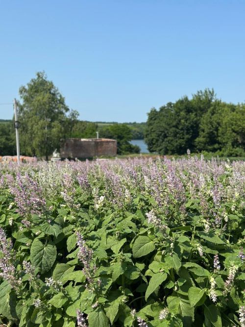 Мускатна шавлія здавна відома своєю здатністю гоїти рани, заспокоювати та підтримувати життєву силу