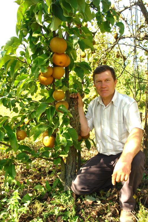 В'ячеслав Францішко біля груші Секуї