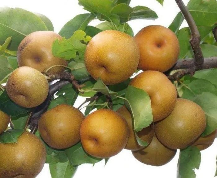 Азійська груша Коко Суї