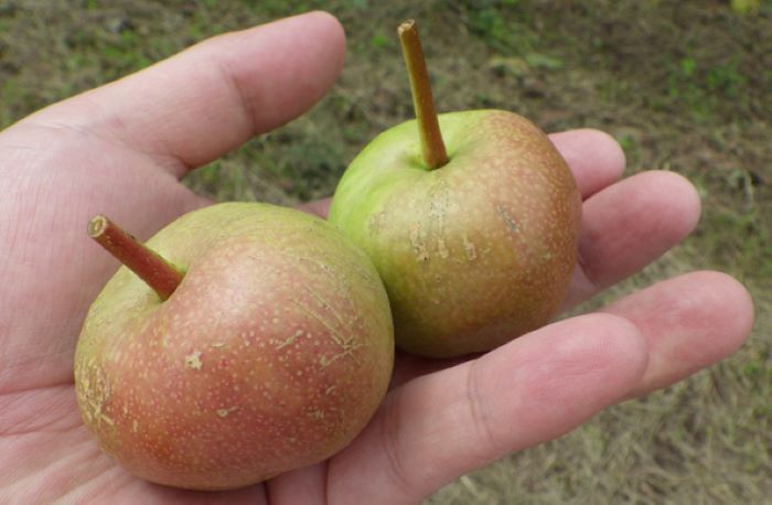 Азійська груша Пінго-Лі