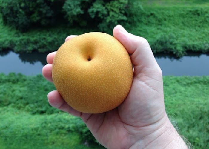 Азійська груша Секуї 