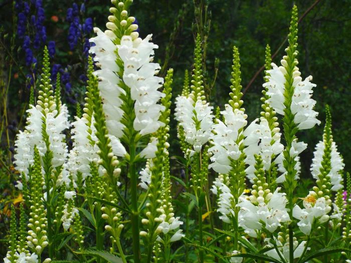 Фізостегія Альба (Alba)