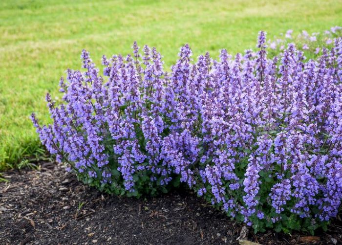 Котяча м&rsquo;ята