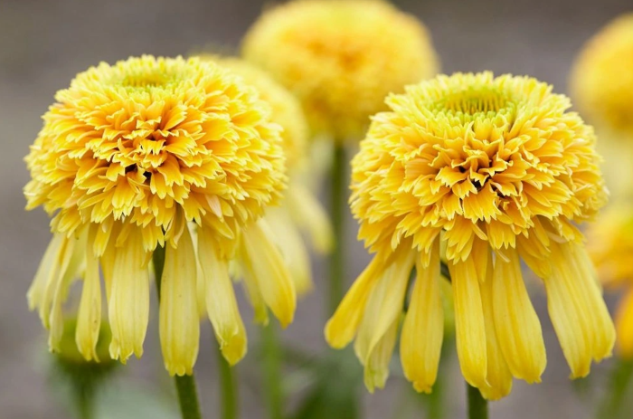 Ехінацея Lemon Drop