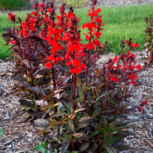 Лобелія speciosa Starship Scarlet Bronze Leaf