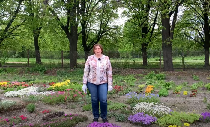 Оксана Перебойчук розповідає про багаторічники