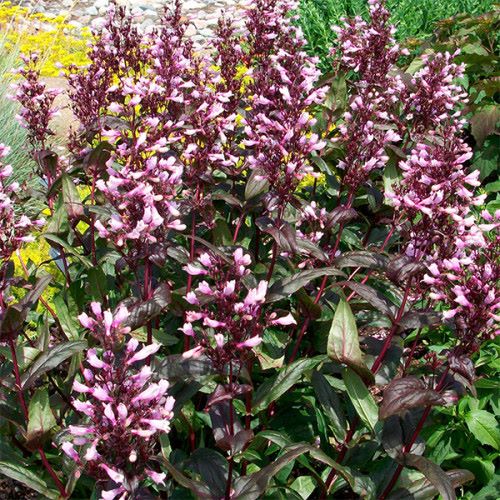 Пенстемон Дарк тауерс