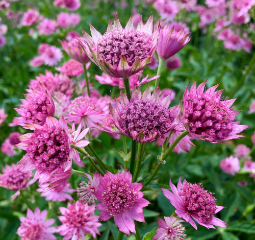 Астранція Pink Botton