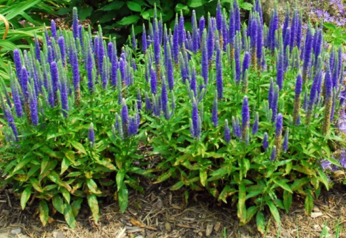 Вероника Royal Blue (Роял Блу)