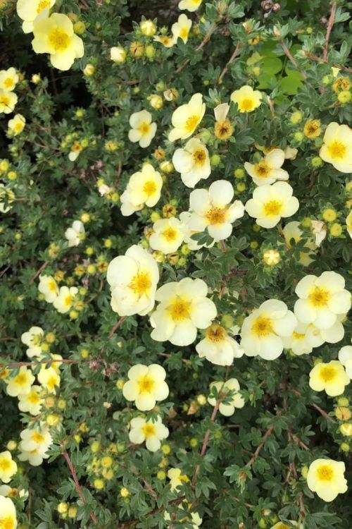 Перстач Primrose Вeauty