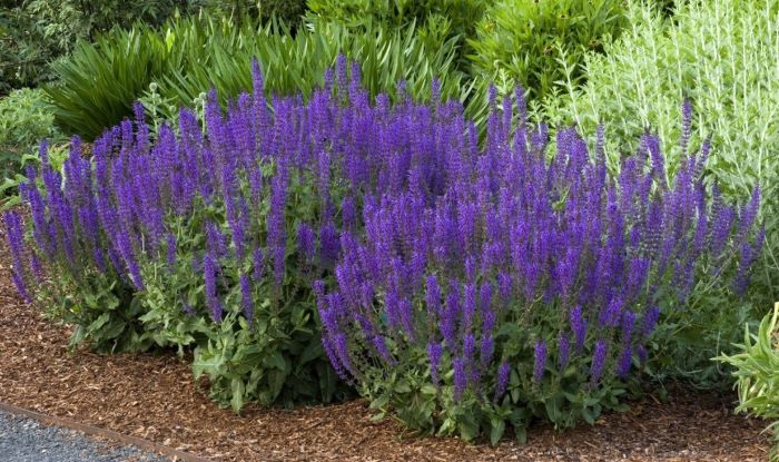 Шавлія Мерло блю