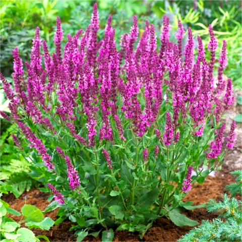 Шавлія Пінк Бюті