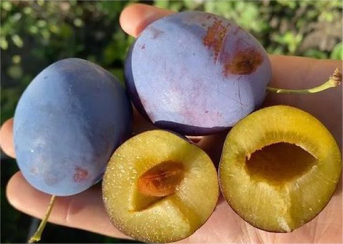 Слива сорту Топенд Плюс