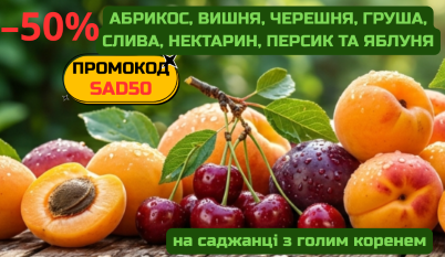 -50% на саджанці плодових з голим коренем!