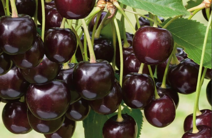 вишня ночка