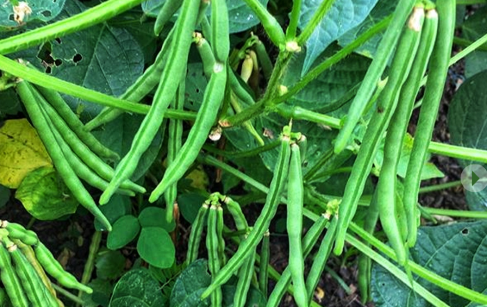 Величезна квасоля Стрийський Ясь